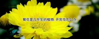 菊花是几年生的植物,开完花怎么办,第1图