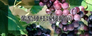 葡萄硬枝嫁接时间,第1图