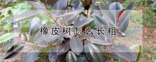 橡皮树怎么长粗,第1图