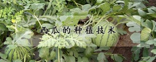 西瓜的种植技术,第1图