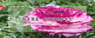 花毛茛是一年生还是多年生,第1图