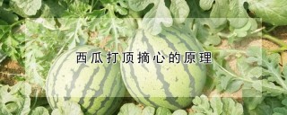 西瓜打顶摘心的原理,第1图