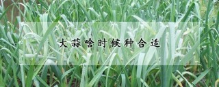 大蒜啥时候种合适,第1图