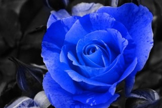 三朵蓝色妖姬的花语是什么意思,第3图