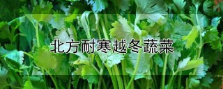 北方耐寒越冬蔬菜,第1图