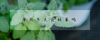 薄荷冬天会枯萎吗,第1图