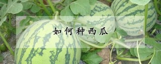 如何种西瓜,第1图