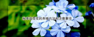 秋季蓝雪花的养殖方法和注意事项,第1图