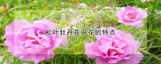 松叶牡丹花开花的特点,第1图