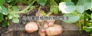 马铃薯是植物的根还是茎,第1图