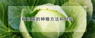 秋包菜的种植方法和时间,第1图