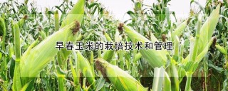 早春玉米的栽培技术和管理,第1图