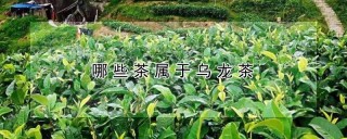 哪些茶属于乌龙茶,第1图