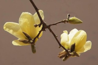 黄玉兰花的花语是什么,第2图