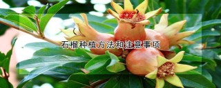 石榴种植方法和注意事项,第1图