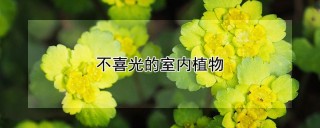 不喜光的室内植物,第1图