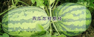 西瓜怎样整枝,第1图