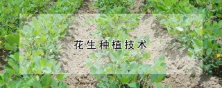 花生种植技术,第1图