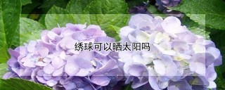 绣球可以晒太阳吗,第1图