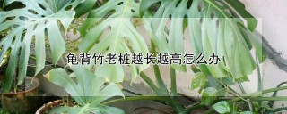 龟背竹老桩越长越高怎么办,第1图