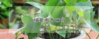 绿萝有香味吗,第1图