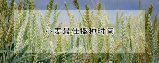 小麦最佳播种时间,第1图