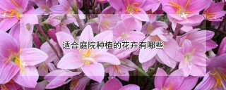 适合庭院种植的花卉有哪些,第1图