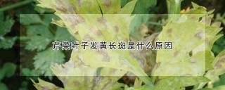 芹菜叶子发黄长斑是什么原因,第1图