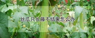 丝瓜只长藤不结果怎么办,第1图