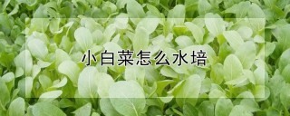 小白菜怎么水培,第1图