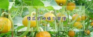 倭瓜的种植与管理,第1图