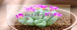 多肉开花是什么原因,第1图