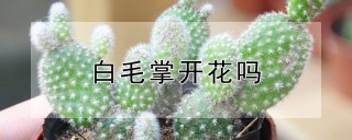 白毛掌开花吗,第1图