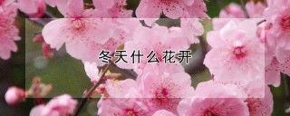 冬天什么花开,第1图