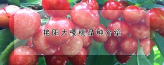 艳阳大樱桃品种介绍,第1图