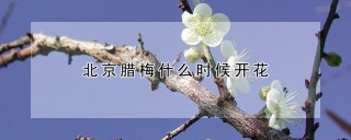 北京腊梅什么时候开花,第1图