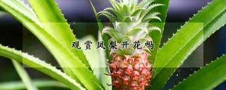 观赏凤梨开花吗,第1图