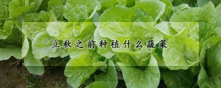 立秋之前种植什么蔬菜,第1图