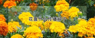 花靠什么传播种子,第1图