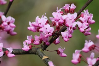 紫荆花为什么长在树干上,第2图