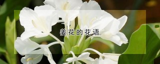 姜花的花语,第1图