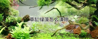 草缸绿藻怎么清除,第1图