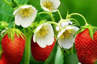 草莓什么时候移植最好 吃草莓的好处,第1图