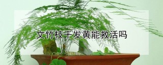 文竹枝干发黄能救活吗,第1图