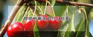 樱桃树嫩芽为什么枯萎,第1图