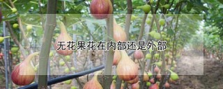 无花果花在内部还是外部,第1图