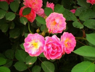 蔷薇花什么时候种植，蔷薇花几月种植,第2图