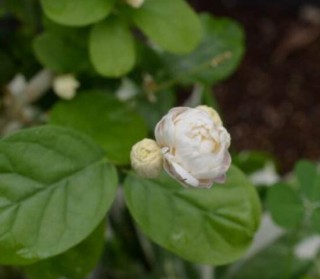 茉莉花的常见品种，欣赏最好看的六大品种,第3图