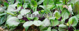 红菜苔老叶打不打,第1图