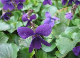 盆栽紫罗兰怎么养，紫罗兰的养殖方法,第8图